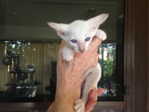 Lilac Point Siamese Male