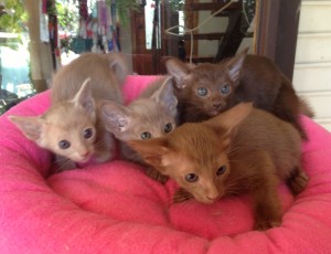 Oriental Kittens