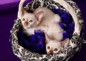 Tonkinese Kittens 