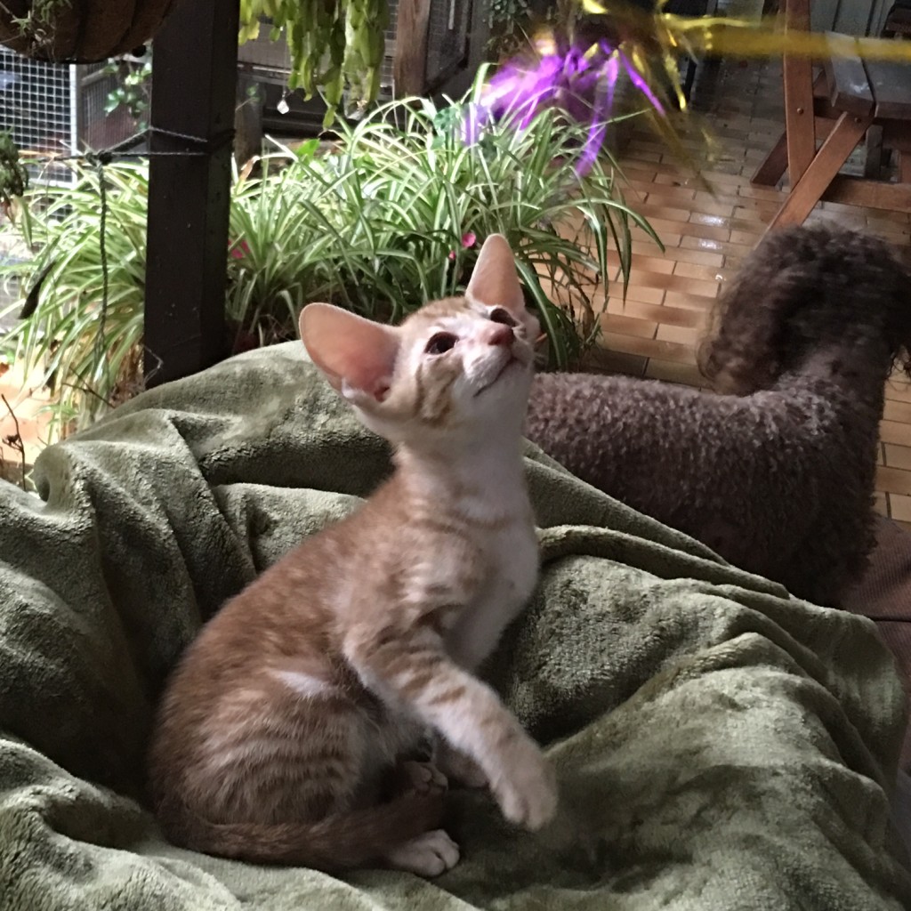 Cute Oriental Kitten