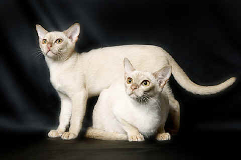 international kitten breeds