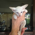 Lilac Point Siamese Male