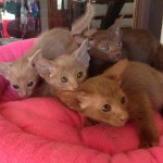 Oriental Kittens