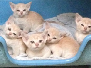 Burmese Kitten