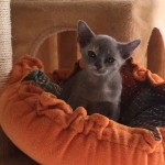 Blue Tortie Burmese Available Now