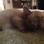 Brown Burmese Male and Femaile Born 17-1-2017