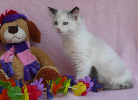 ragdoll kittens for sale