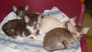 Kittens yana & bicolours 011.jpg (129159 bytes)