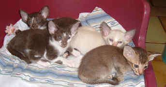 Kittens yana & bicolours 012.jpg (146799 bytes)