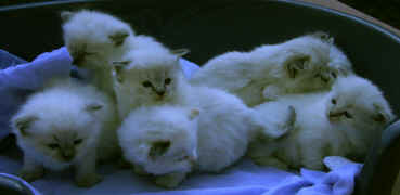 ragdoll litter