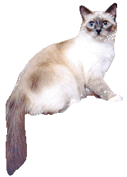Gd Ch Kaichang Kazoomee Blue Pt Birman
