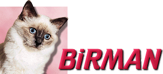 Birman Breed Information