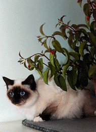 Ch Ampress TimekkoSeal Pt Birman