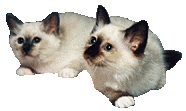 Birman Kitten