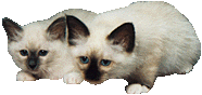 Birman Kittens