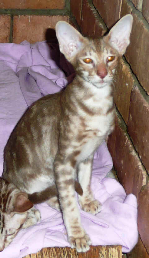 xanado lilac classic tabby .JPG (419102 bytes)