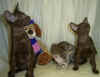 kittens 010.jpg (83020 bytes)